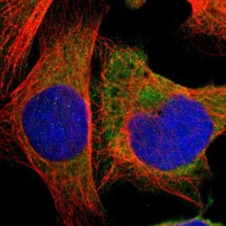 HDLBP Antibody, Novus Biologicals:Antibodies:Primary Antibodies